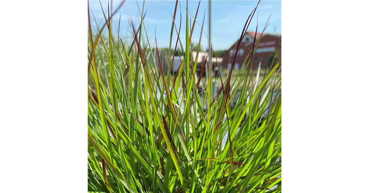 Pennisetum alopecuroides 'National Arboretum'