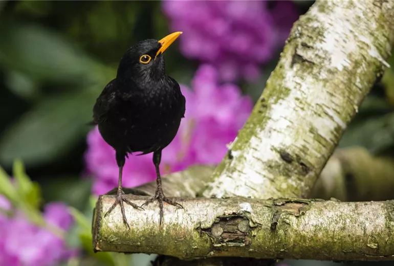Turdus merula