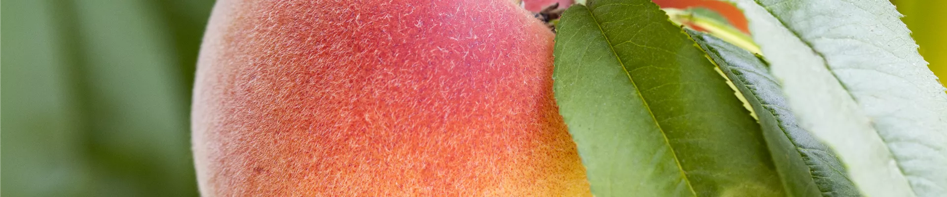 Prunus persica Prunus persica