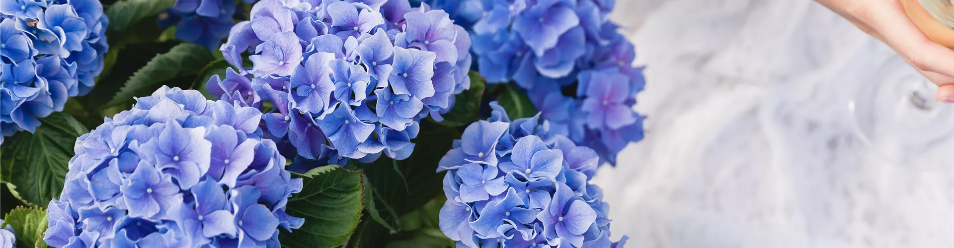 Blaue Hortensie Blaue Hortensie