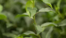 Portugiesischer Kirschlorbeer 'Angustifolia'