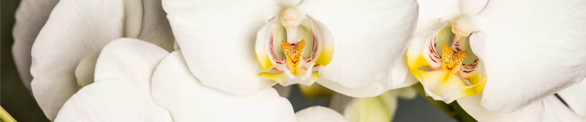 2021-2-25.10-42.GS700287 2021-2-25.10-42.GS700287