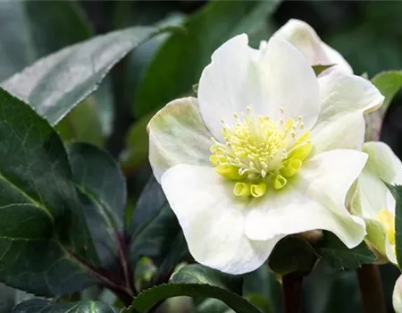 Auch im Winter nicht auf blühende Pflanzen verzichten! Auch im Winter nicht auf blühende Pflanzen verzichten!