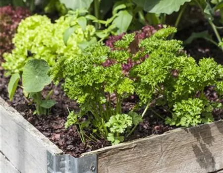 Das DIY-Hochbeet: nützlich, modern und super praktisch Das DIY-Hochbeet: nützlich, modern und super praktisch