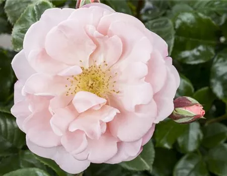 Die Duftrose – Eine Bereicherung für den Garten Die Duftrose – Eine Bereicherung für den Garten