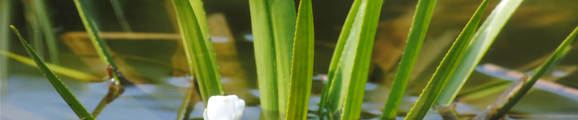 Stratiotes aloides Stratiotes aloides