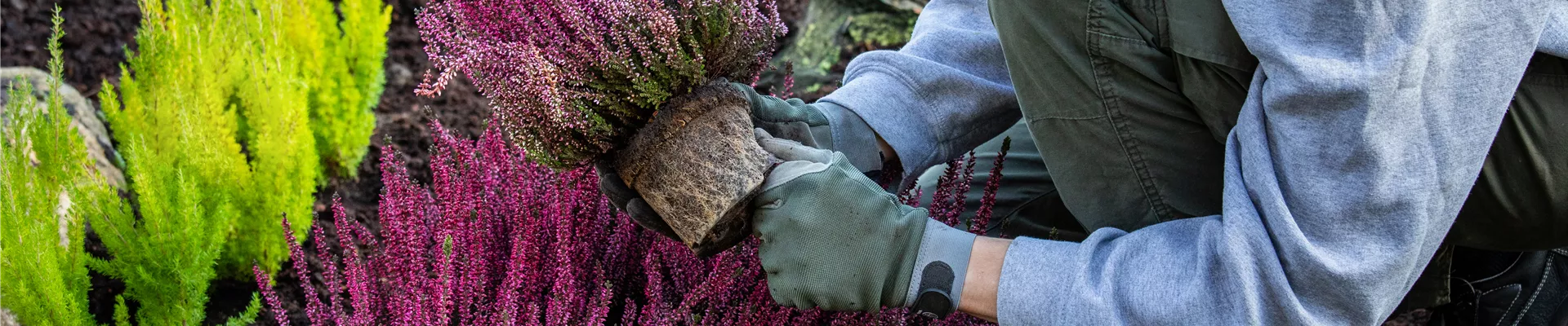 Gärtner pflanzt Heide Gärtner pflanzt Heide