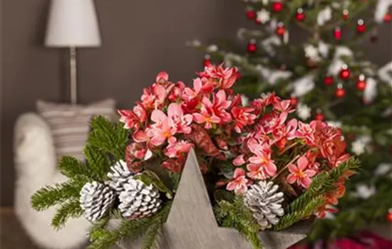 Advent - mit schönen Ideen durch die Vorweihnachtszeit  Advent - mit schönen Ideen durch die Vorweihnachtszeit