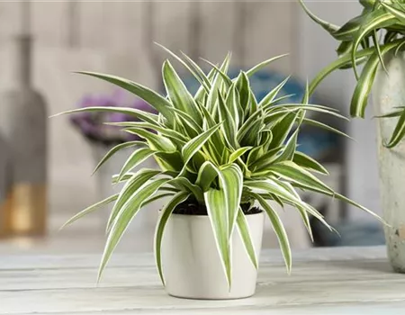 Das Genie unter den Zimmerpflanzen – die Grünlilie