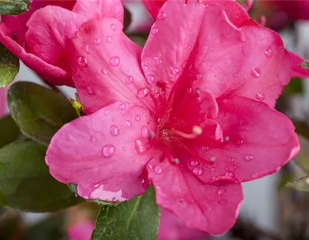 Die Zimmerazalee – bunte Schönheit bei tristem Wetter