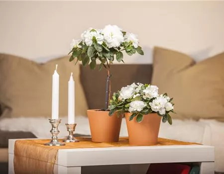 Eine Azalee im Zimmer verschönert die Winterzeit