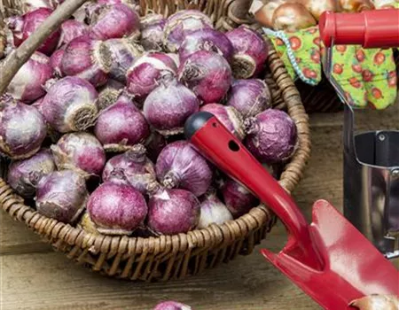 Im Winterquartier: Eingelagerte Blumenzwiebeln kontrollieren