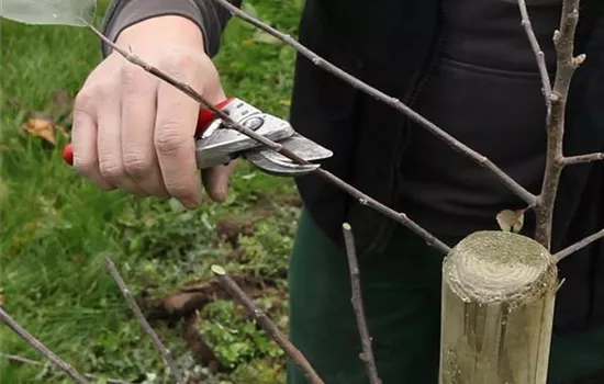 Obstbaumschnitt im Winter Obstbaumschnitt im Winter