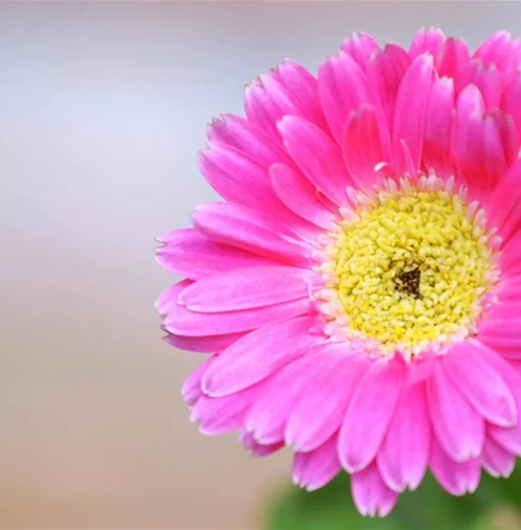 Gerbera - Einpflanzen im Garten
