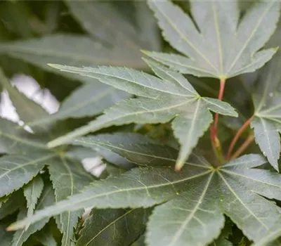 Acer palmatum 'Mikawa Yatsubusa' Stämmchen Acer palmatum 'Mikawa Yatsubusa' Stämmchen