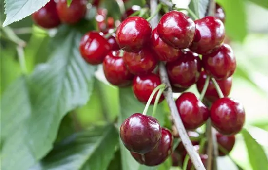 Prunus avium 'Burlat' Prunus avium 'Burlat'