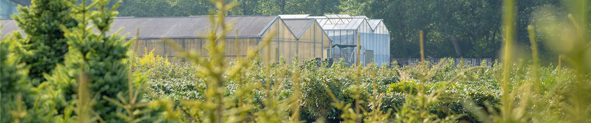 Gewächshäuser in einer Baumschule Gewächshäuser in einer Baumschule