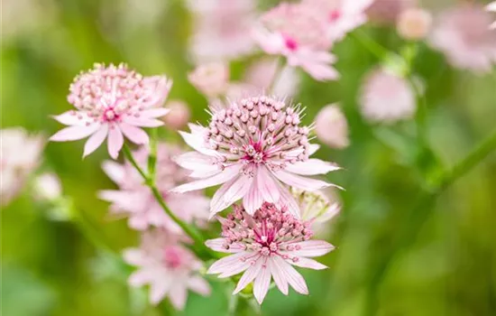 Astrantia major 'Roma' Astrantia major 'Roma'
