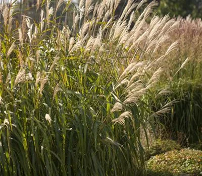 Miscanthus sinensis 'Adagio'  Miscanthus sinensis 'Adagio'
