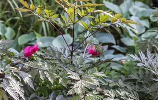 Cimicifuga simplex 'Black Negligee'