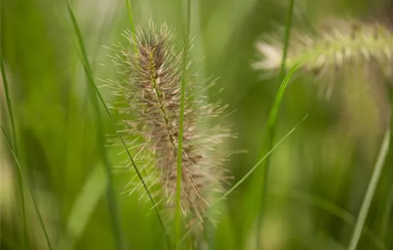 Pennisetum alopecuroides 'Little Bunny'  Pennisetum alopecuroides 'Little Bunny'