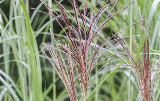 Miscanthus sinensis 'Malepartus' Miscanthus sinensis 'Malepartus'
