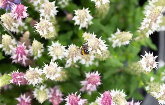 Salvia nemorosa 'Salute White' 