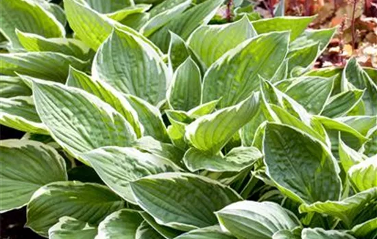 Hosta x fortunei 'Patriot' 