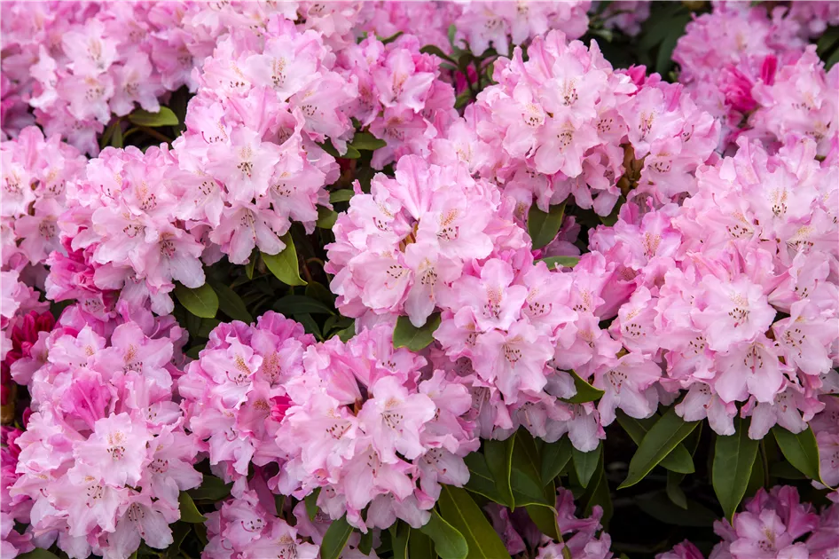 Rhododendron yakushimanum 'Tina Heinje'