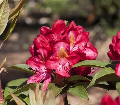 Rhododendron Hybride 'Junifeuer' Rhododendron Hybride 'Junifeuer'