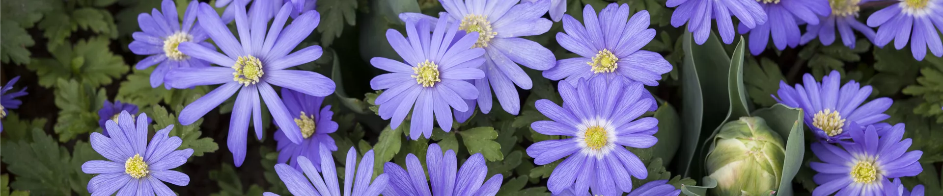 Anemone blanda Anemone blanda