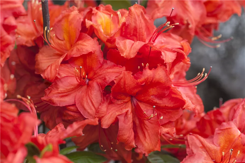 Rhododendron luteum 'Feuerwerk'