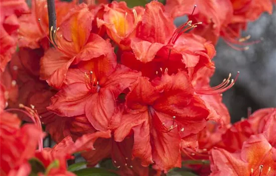 Rhododendron luteum 'Feuerwerk'  Rhododendron luteum 'Feuerwerk'