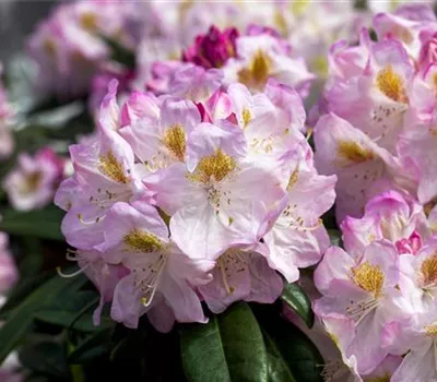 Rhododendron Hybride 'Brigitte' Rhododendron Hybride 'Brigitte'