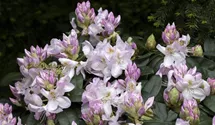 Rhododendron 'Gomer Waterer'