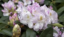 Rhododendron 'Gomer Waterer'