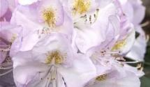 Rhododendron 'Gomer Waterer'