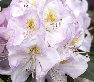 Rhododendron Hybride 'Gomer Waterer' Rhododendron Hybride 'Gomer Waterer'