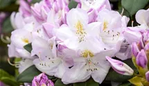 Rhododendron 'Gomer Waterer'