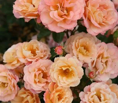 Rosa 'Cubana' Rosa 'Cubana'