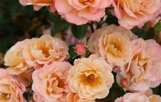 Rosa 'Cubana' Rosa 'Cubana'