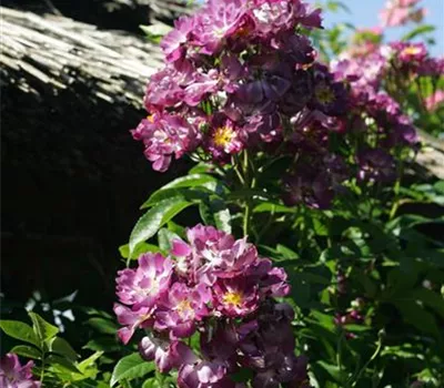 Rosa 'Veilchenblau' Rosa 'Veilchenblau'