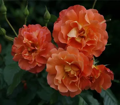 Rosa 'Westerland' Rosa 'Westerland'