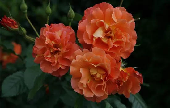 Rosa 'Westerland' Rosa 'Westerland'