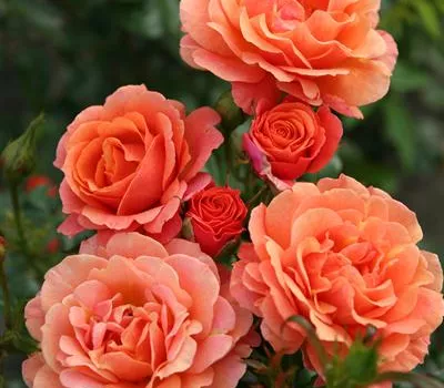 Rosa 'Lambada' Rosa 'Lambada'