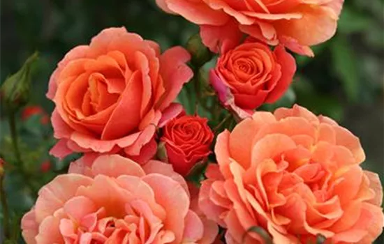 Rosa 'Lambada' Rosa 'Lambada'