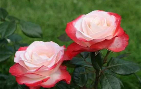 Rosa 'Nostalgie' Rosa 'Nostalgie'