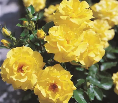 Rosa 'Friesia' Rosa 'Friesia'