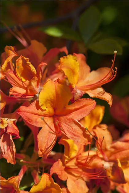 Rhododendron luteum / flavum / Azalea pontica