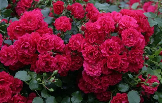 Rosa 'Gärtnerfreude' Rosa 'Gärtnerfreude'